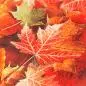 Preview: 20 napkins colorful maple leaves in autumn 33x33cm