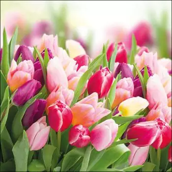 20 napkins of colorful tulips in yellow and red in spring and summer 33cm as table decorations