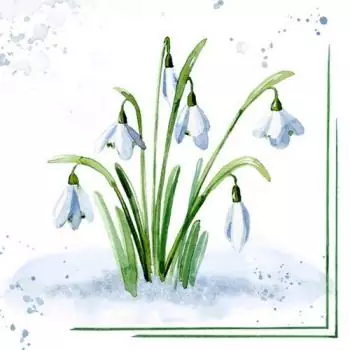 20 napkins of young, delicate snowdrops look out of the snow 33cm as table decorations