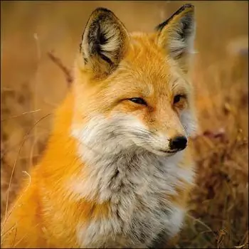 20 Servietten Tiere Fuchs Reinecke in der Natur als Tischdeko 33cm