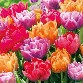 20 napkins Colorful tulips flowers spring 33cm