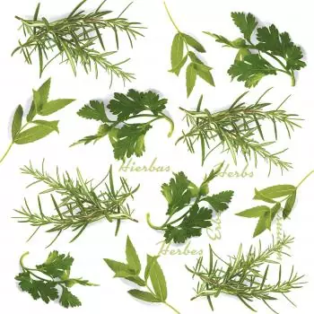 20 Lunch Napkins Herbs 33cm