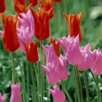 20 Napkins Garden Tulips 33x33 cm
