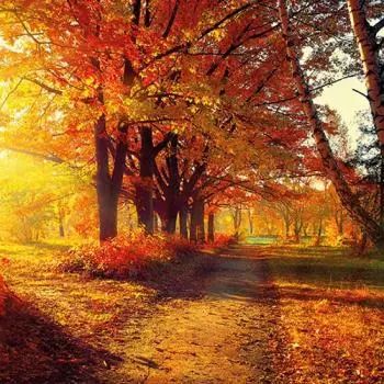 20 colorful autumn napkins | Nature | Colors | Table decoration 33cm