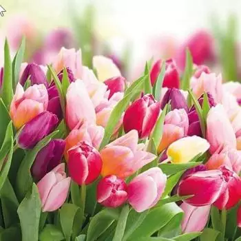 20 napkins of splendid colorful tulips in spring and summer 33cm