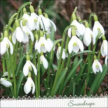 20 Servietten Erblühen der Schneeglöckchen / Blumen / Frühling / Tischdeko 33cm