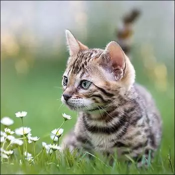20 Servietten junge Katze im Gras spielt mit Blumen als Tischdeko 33cm