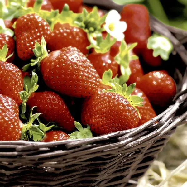 20 Lunch Servietten Erdbeeren im Korb Früchte 33 cm