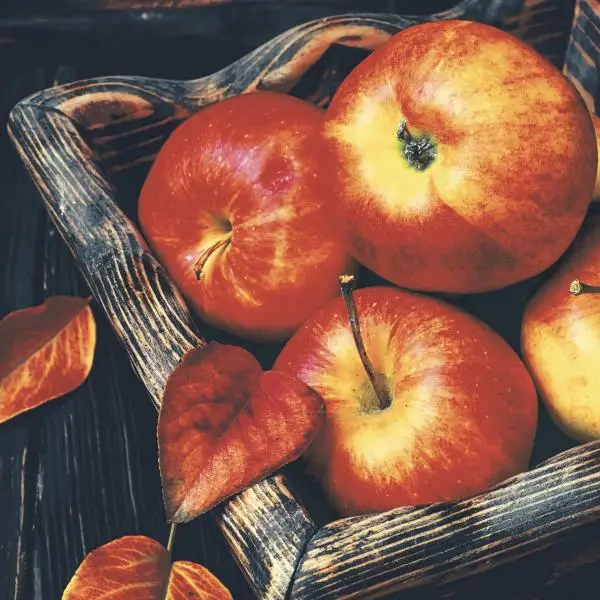 20 Lunch Servietten Apfel im Herbst 33 x 33cm