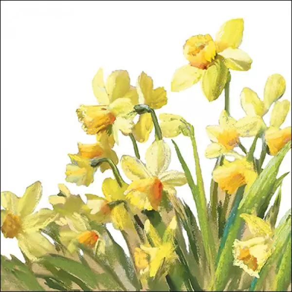 20 napkins of colorful yellow daffodils on the meadow in spring and summer as table decorations 33cm
