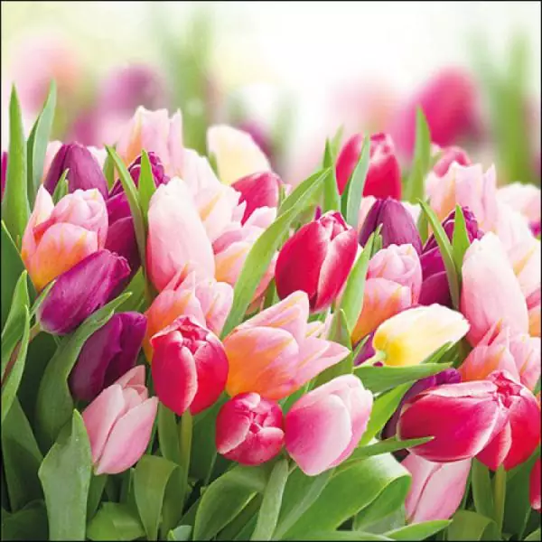 20 Servietten bunte Tulpen in gelb und rot im Frühling und Sommer 33cm als Tischdeko