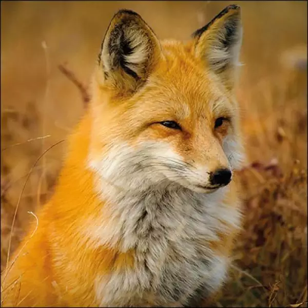 20 Servietten Tiere Fuchs Reinecke in der Natur als Tischdeko 33cm