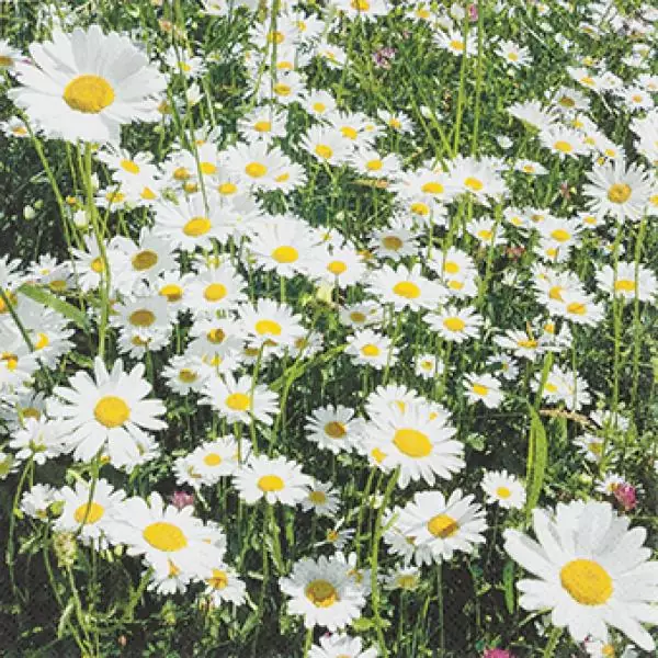 20 Servietten Blumenwiese Margeriten Frühling Sommer 33cm
