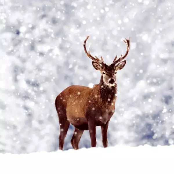 20 Napkins Winter Deer 33x33 cm