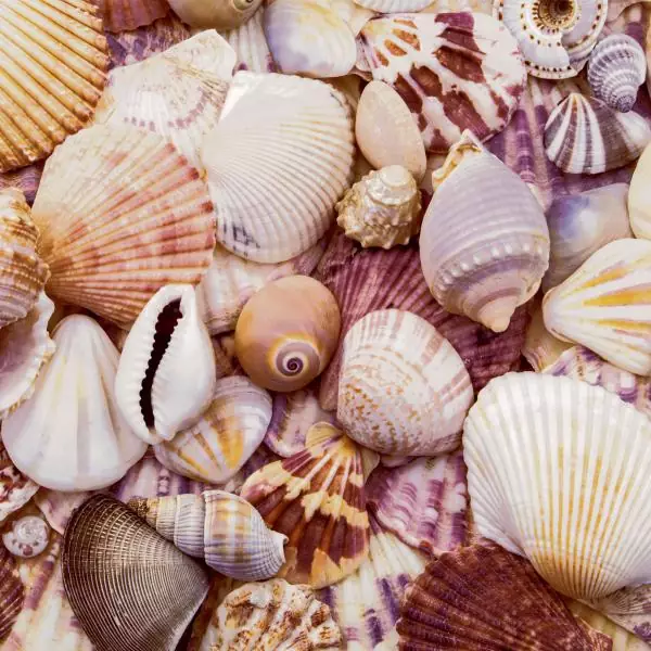 20 Servietten Muscheln maritim Natur 33x33 cm