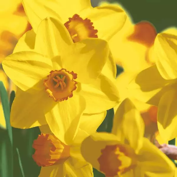 20 Lunch Napkins Yellow daffodils 33cm