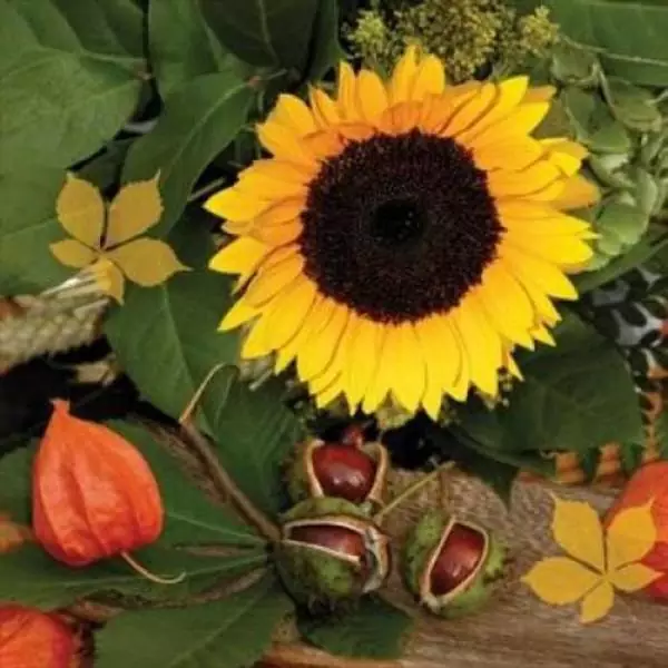 20 Servietten Sonnenblume und Kastanie im Herbst mit Lampionblume 33cm