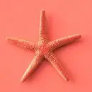 20 Lunch Napkins 33cm Star Coral