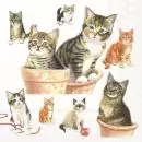 20 Servietten Tiere verspielte Katzen 33cm als Tischdeko
