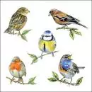 20 napkins with animal motifs, birds from the homeland, robins and tits as table decorations 33cm