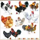 20 Servietten Verschiedene Arten von Hühner Tiere zu Ostern als Tischdeko 33cm