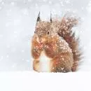 20 Servietten Winter Eichhörnchen im Schnee 33cm