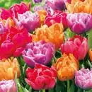 20 napkins Colorful tulips flowers spring 33cm