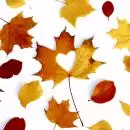 20 napkins Autumn Love 33cm