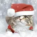 20 Servietten Katze mit Weihnachtsmütze im Schnee 33cm