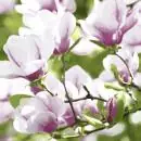 20 Servietten Magnolienzweige Frühling 33cm