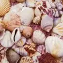 20 Napkins Seashells 33x33 cm