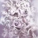 20 napkins Rose Frost frosted Winter Ice Party 33cm