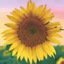 20 Servietten Sonnenblume Sommer 33cm