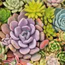 20 Servietten Succulenten 33cm
