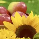 20 Servietten Äpfel und Sonnenblumen im Herbst 33x33 cm