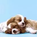 20 Napkins Puppy Love 33x33 cm