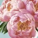 20 Servietten rosa Pfingstrose Blumen Pfingsten 33x33 cm