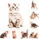 20 napkins many young cats playful kittens animals 33cm