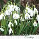 20 napkins blossoming snowdrops / flowers / spring / table decoration 33cm